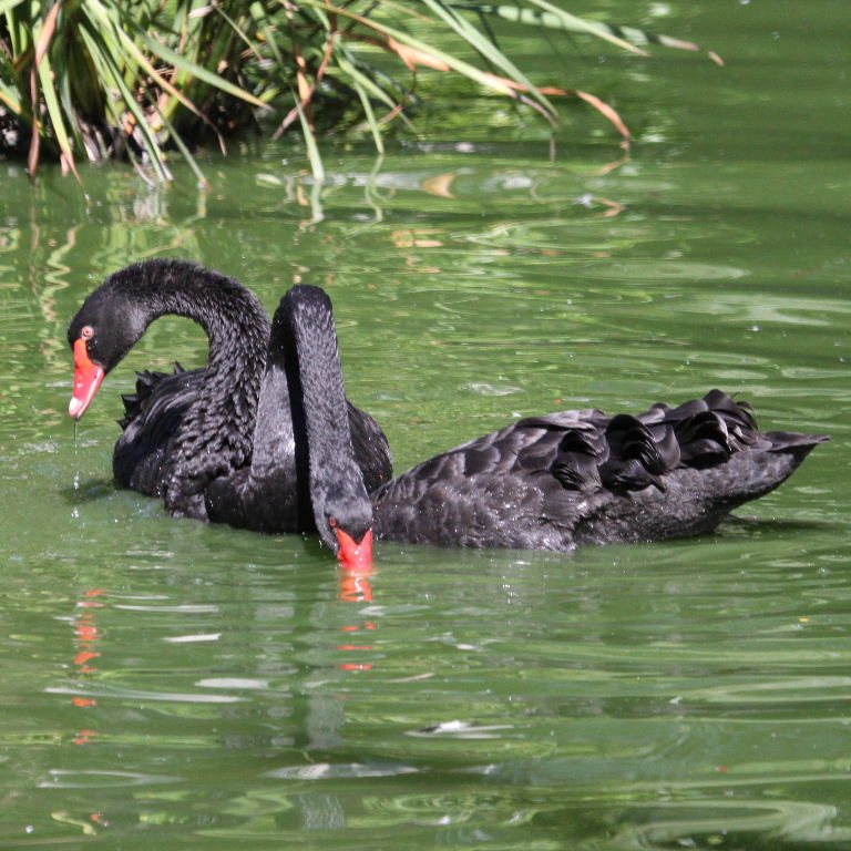 Black Swans courting