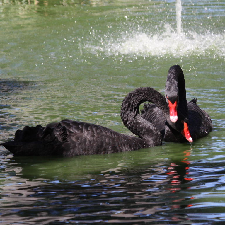 Black Swans courting