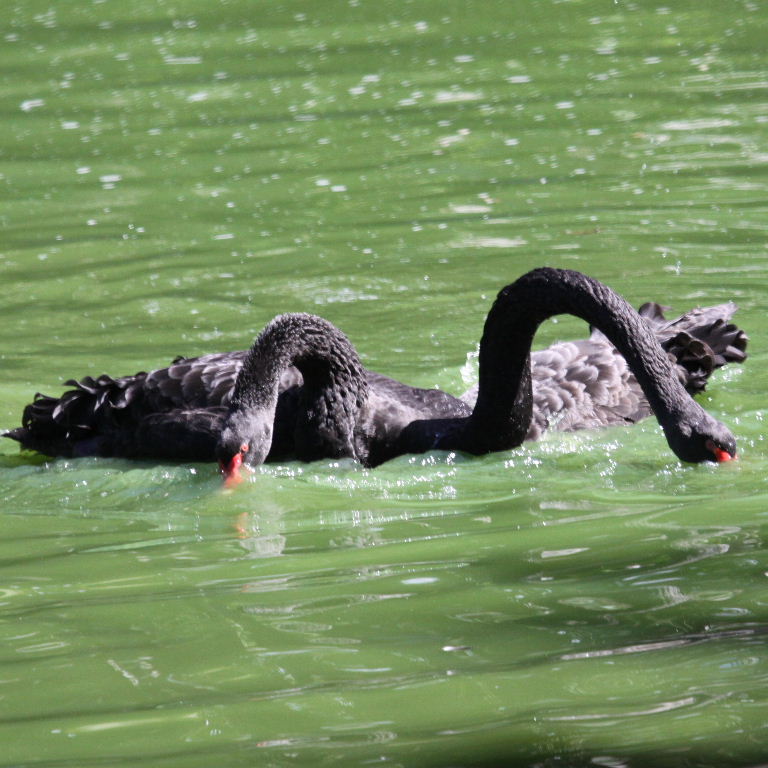 Black Swans courting