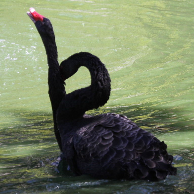 Black Swans courting