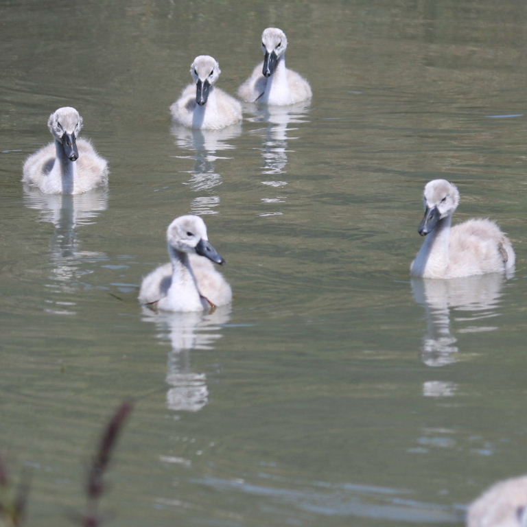 Young Cygnets