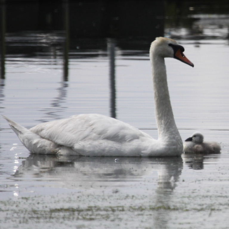 Mute Swan