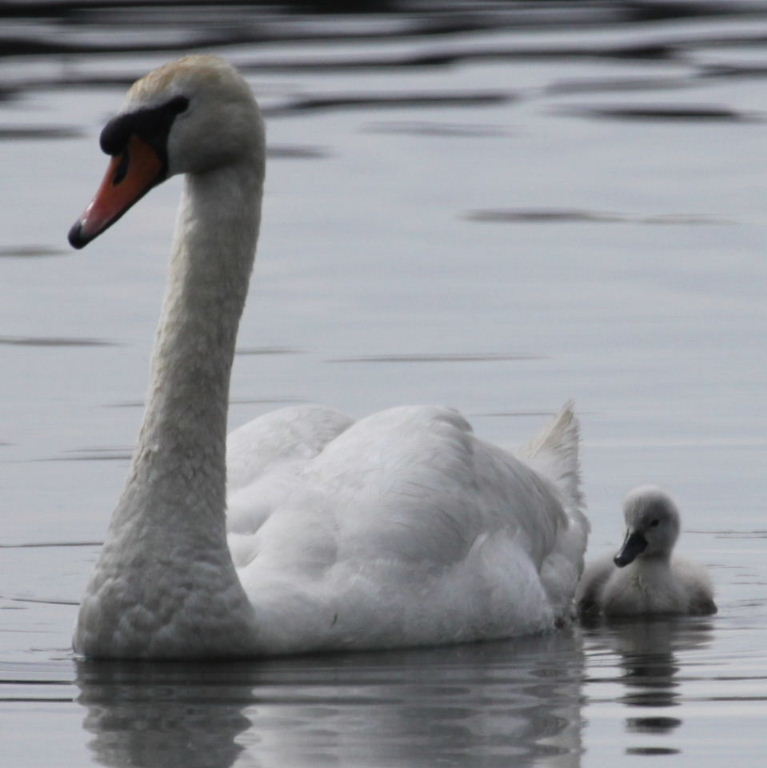 Mute Swan