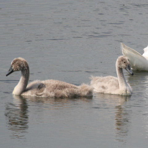 Cygnet