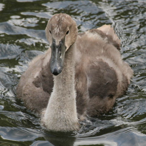 Cygnet