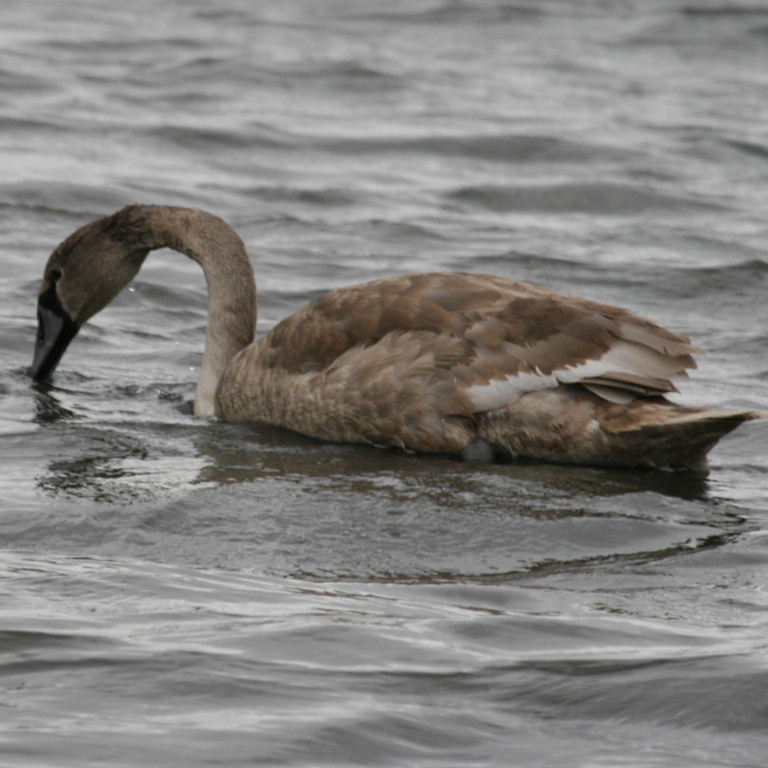 juvenile cygnet