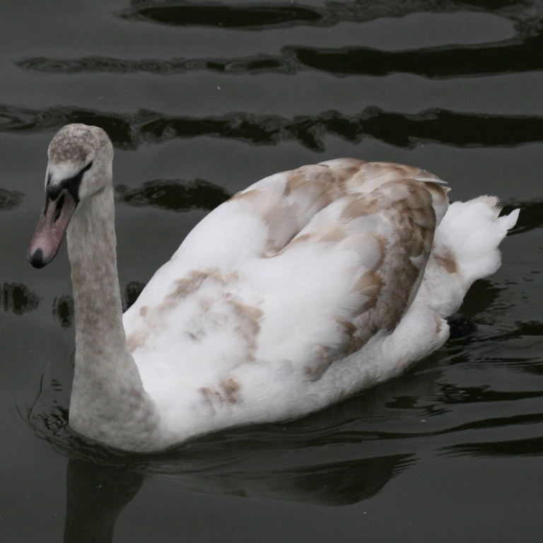 Mute Swan