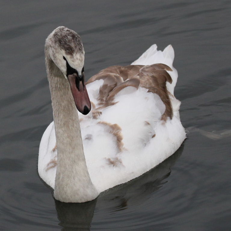 Cygnet turning white
