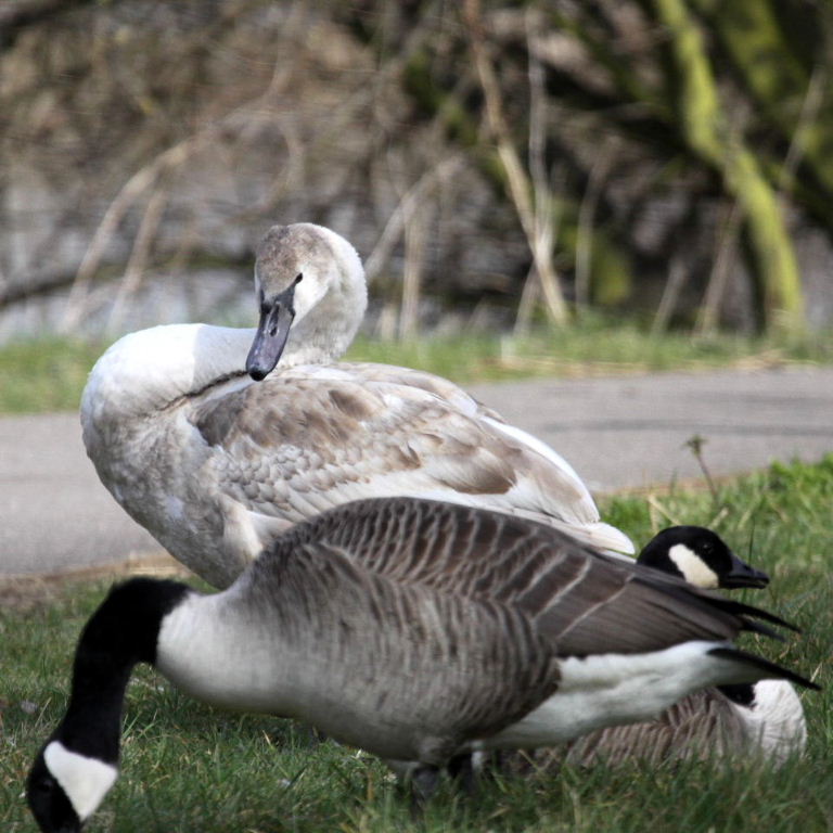 Juvenile swan with Canada geese