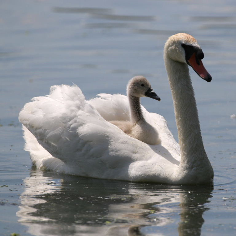 Ride a white swan