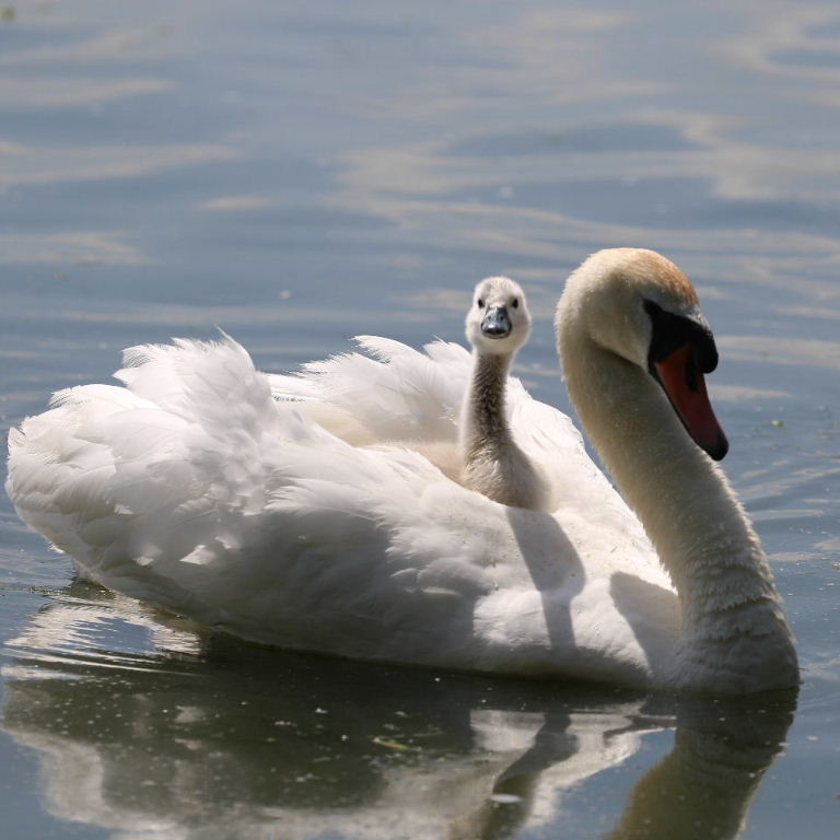 Swan with young Cygnet