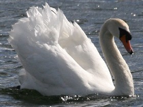 Swan