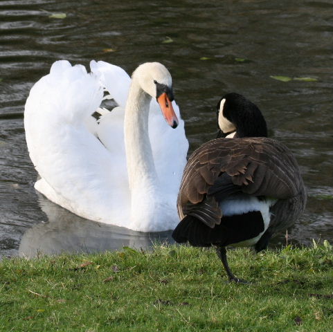 Mute Swan