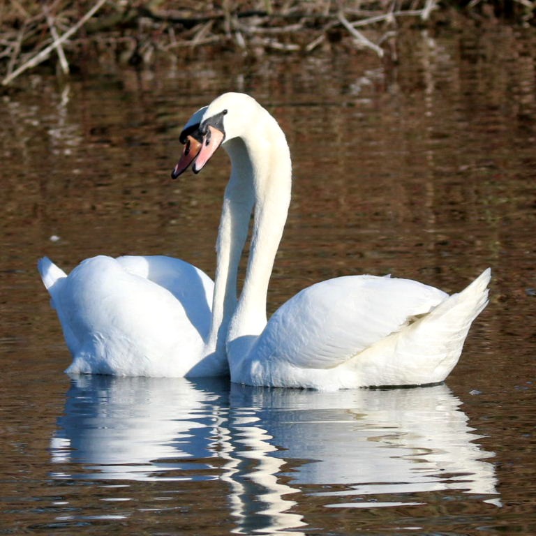 Mute Swans courting