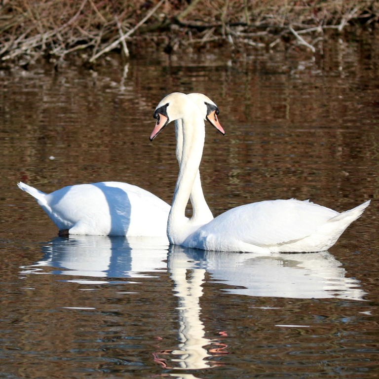Mute Swans courting