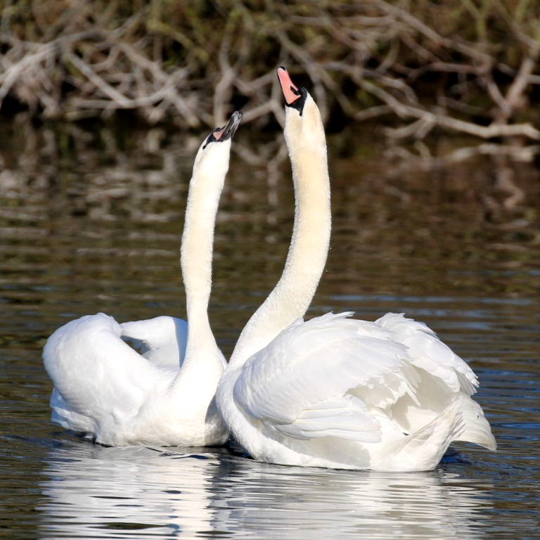 Mute Swans courting