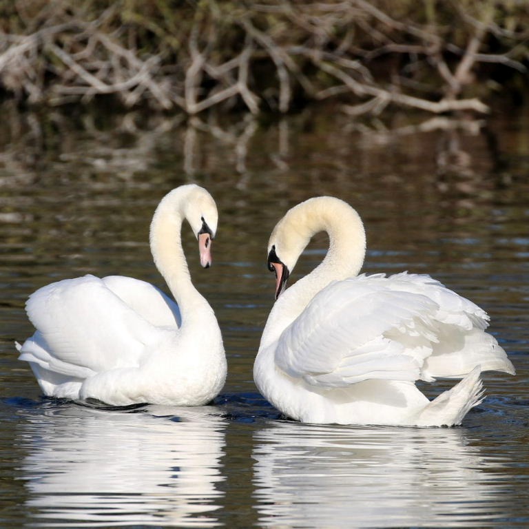 Mute Swans courting