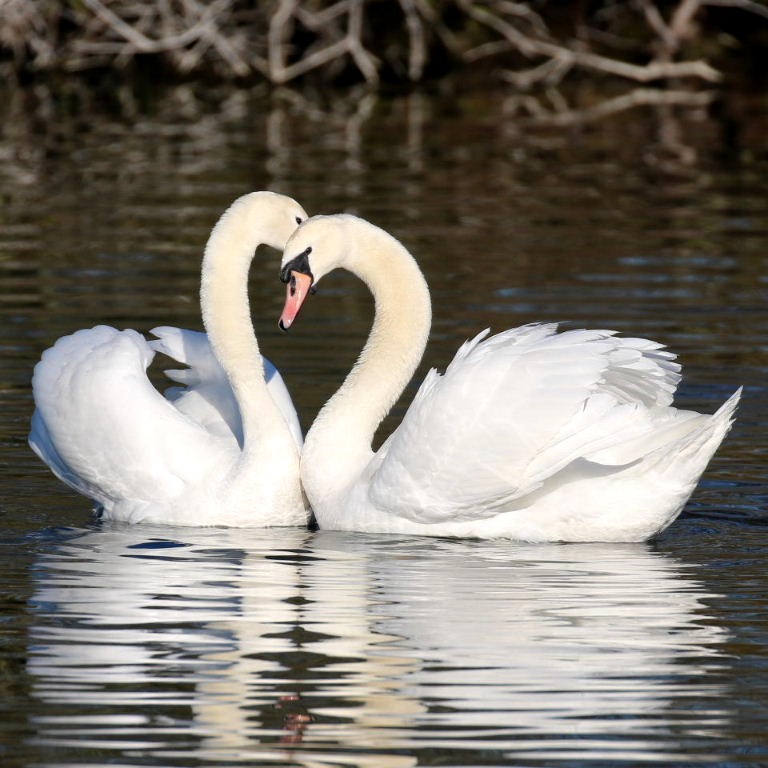 Mute Swans heart