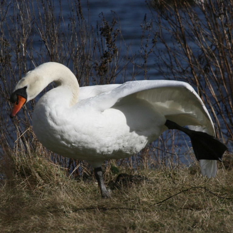 Mute Swan