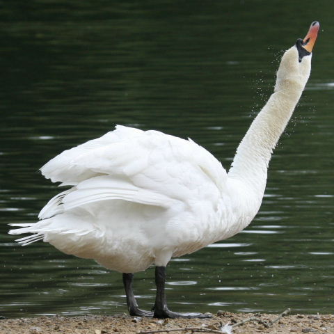 Mute Swan