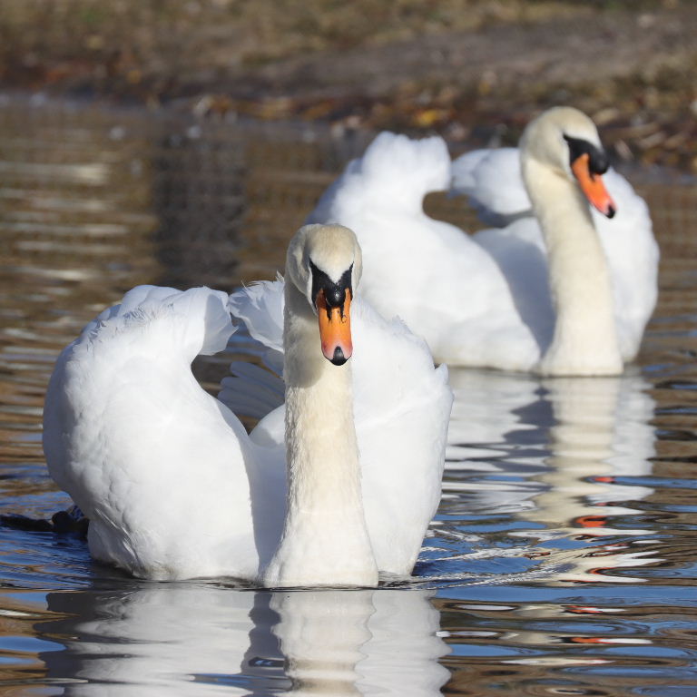 Mute Swan