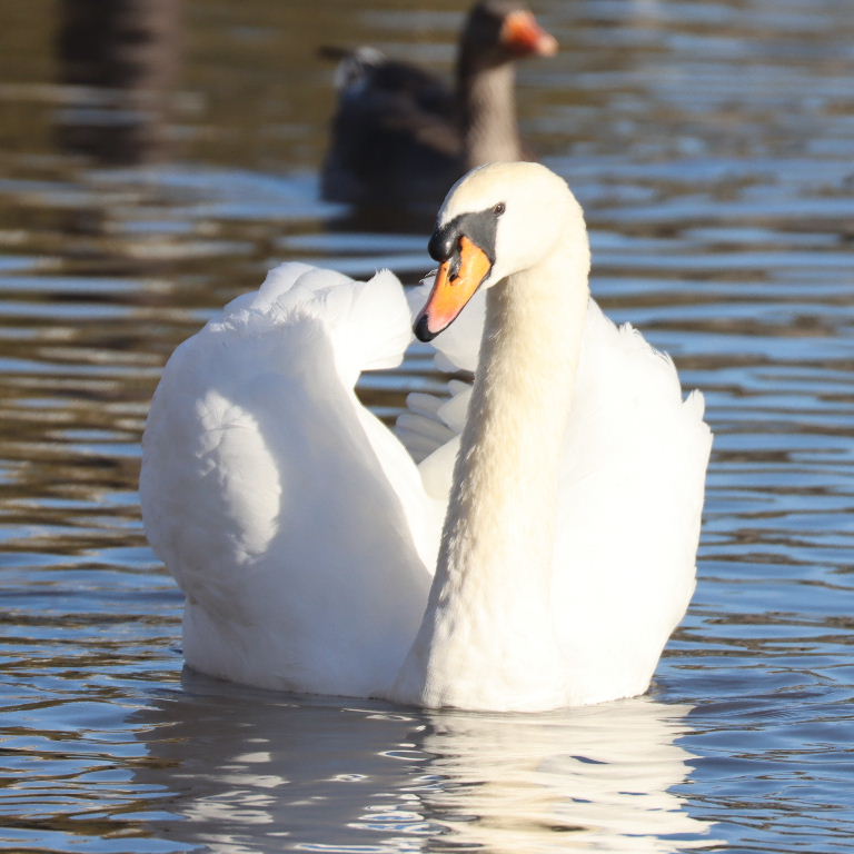 Mute Swan