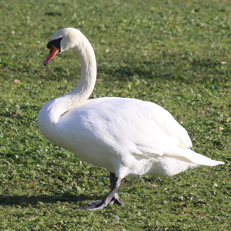 Mute Swan