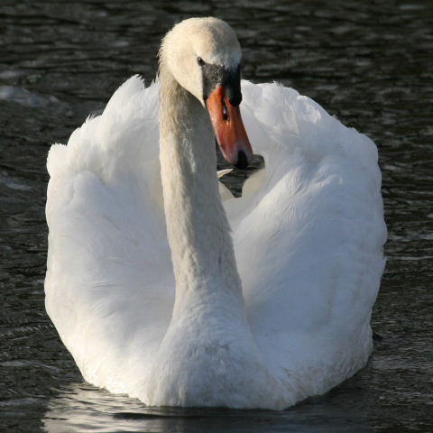 Mute Swan