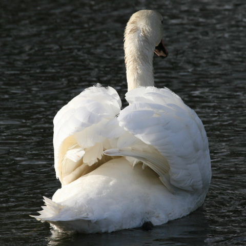Mute Swan