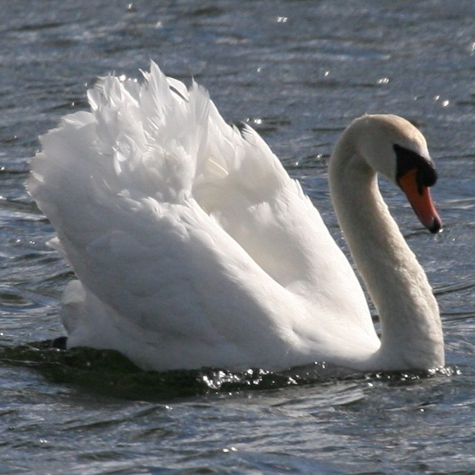 Mute Swan