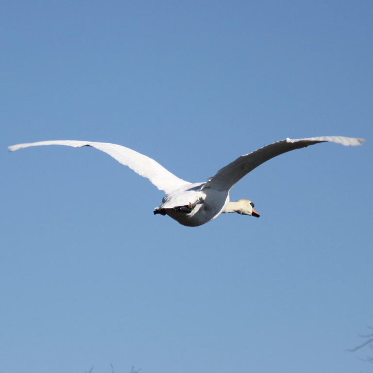 Mute Swan in flight