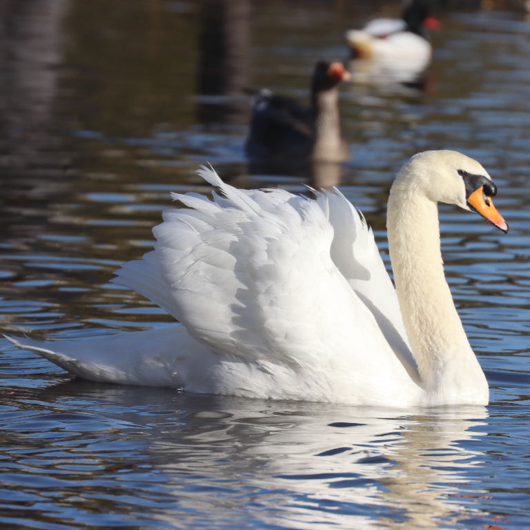 Mute Swan
