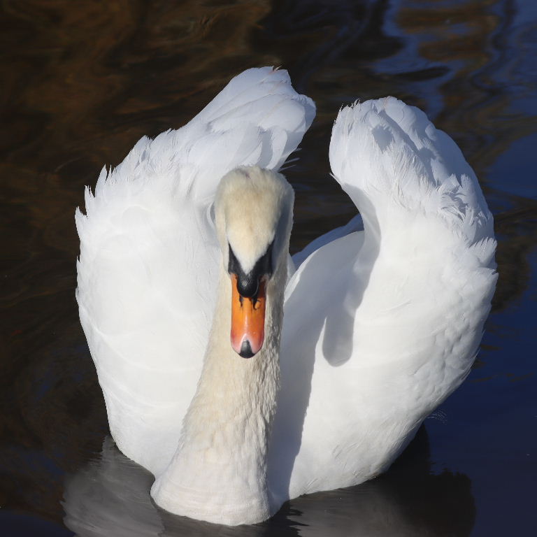 Mute Swan