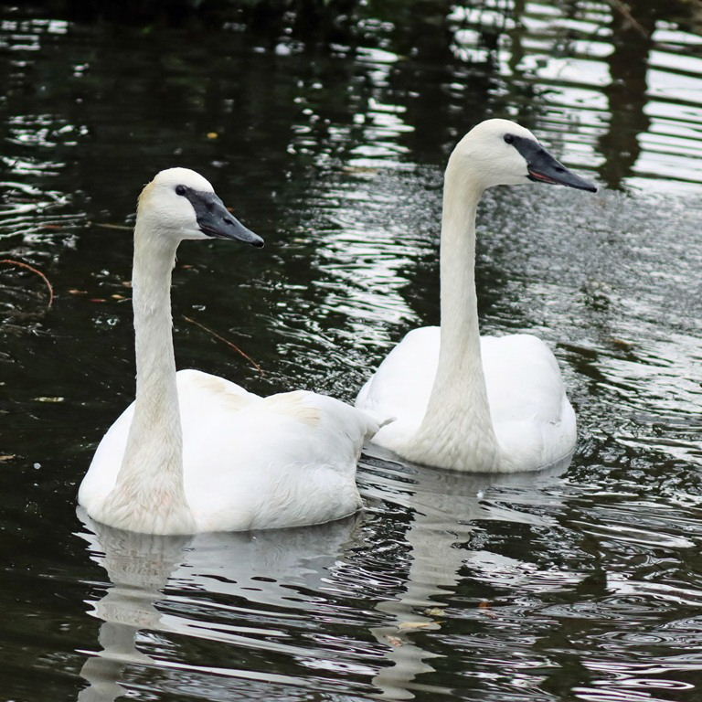 Trumpeter Swans