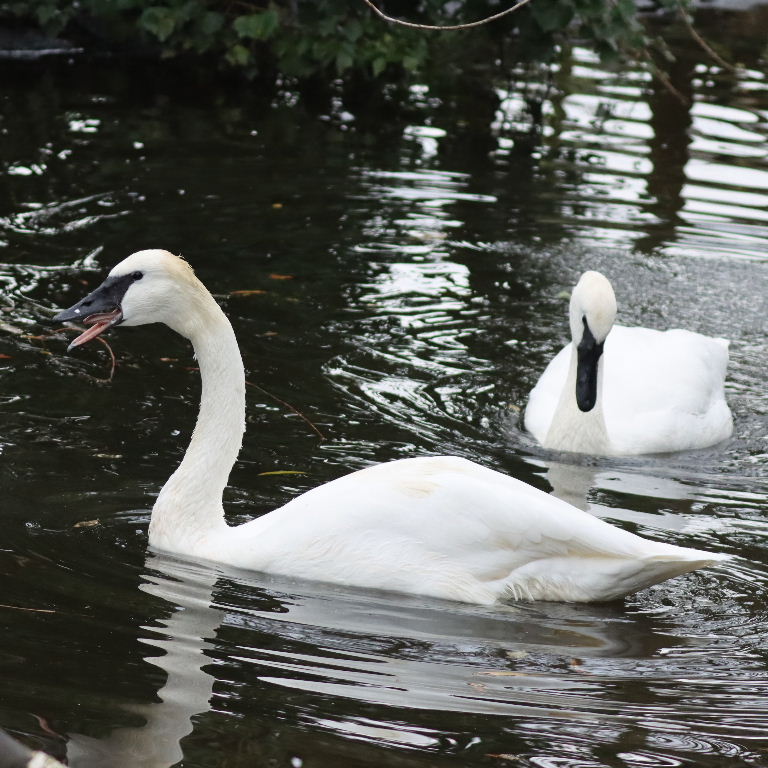 Trumpeter Swans