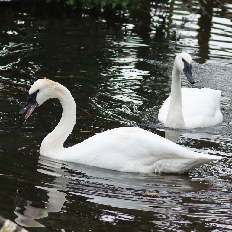 Trumpeter Swans