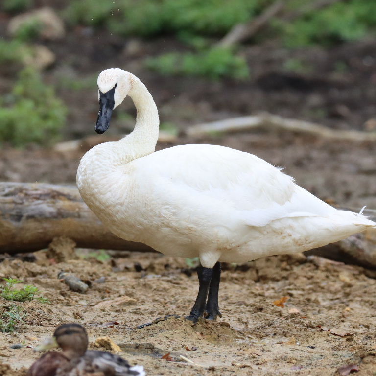 Trumpeter Swan