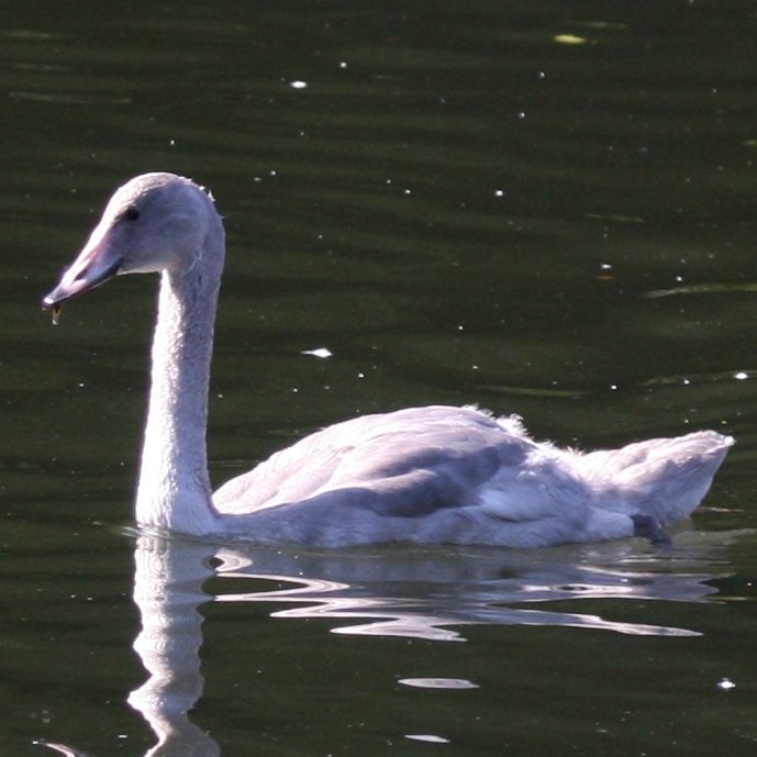 Whooper cygnet