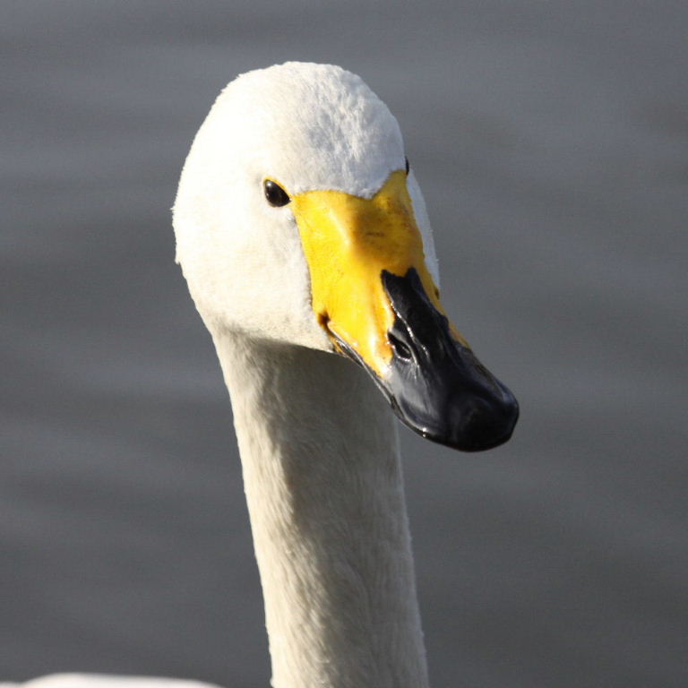 Whooper Swan head