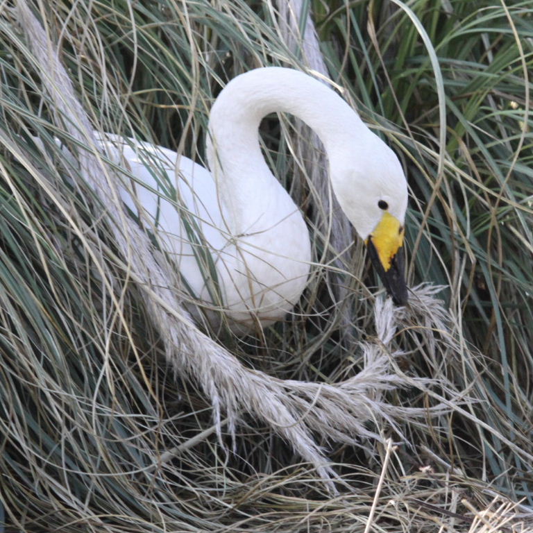 Whooper Swan nesting