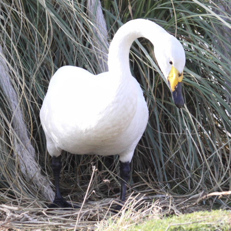 Whooper Swan