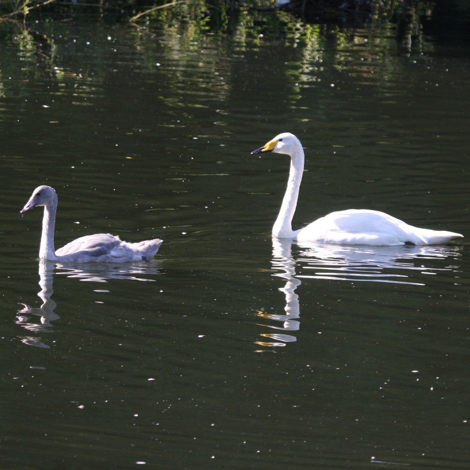 Whooper Swan with cygnet