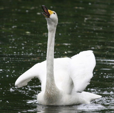 Whooper Swan
