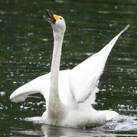 Whooper Swan