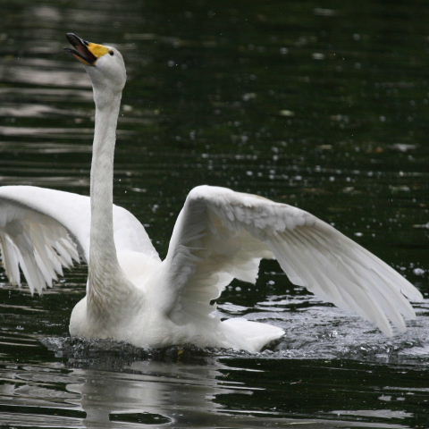 Whooper Swan