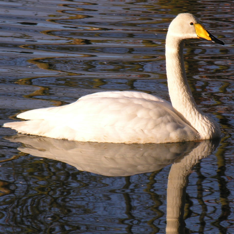 Whooper Swan