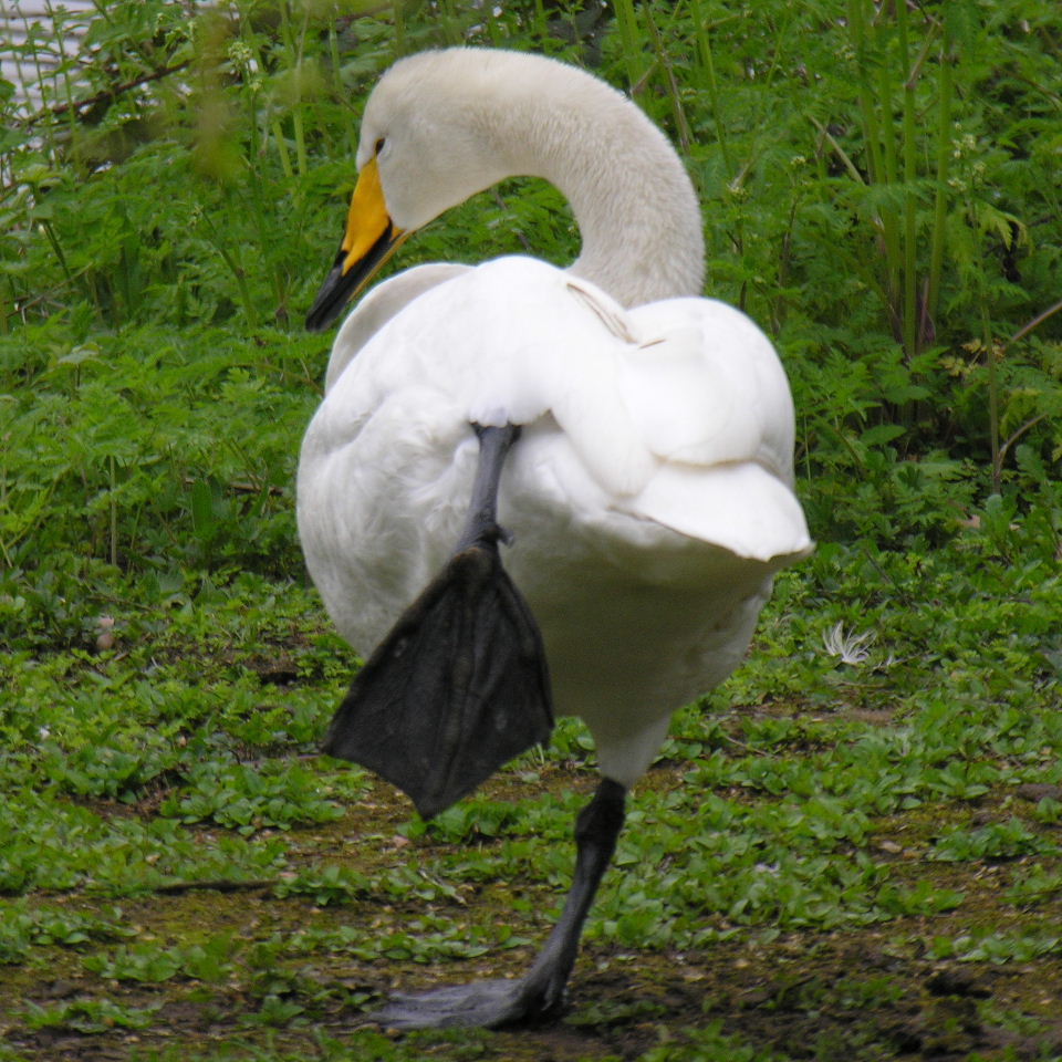 Whooper Swan