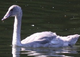 Whooper cygnet