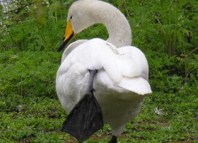 Whooper swans