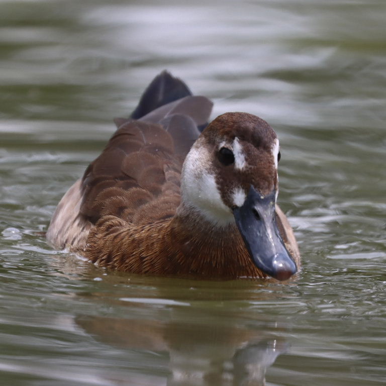 Brazilian Teal female